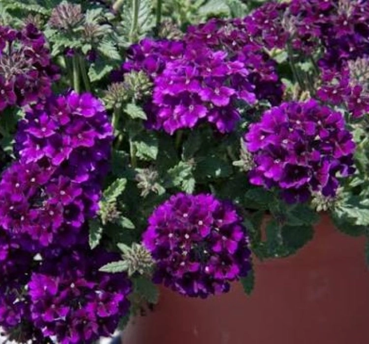 Mine sarkan antik purble renk saksılık tohumları - 3