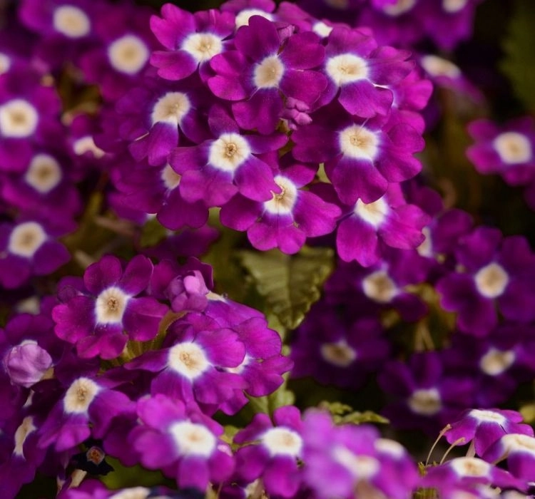 Mine Sarkan Antik Violet Renk - Saksılık 10 Tohum