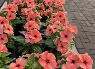 Rozet Tatoo Antik Papaya Renk Bitkisi: Yetiştirme ve Bakım Rehberi Rozet Tatoo Antik Papaya Renk tohumları ile bahçe