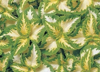 Yaprak Güzeli Tohumu Jade – Nasıl Yetiştirilir? Bakım ve Özellikleri Yaprak Güzeli Tohumu Jade
