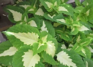Yaprak Güzeli Tohumu Green Halo – Özellikleri ve Pratik Bakım Rehberi